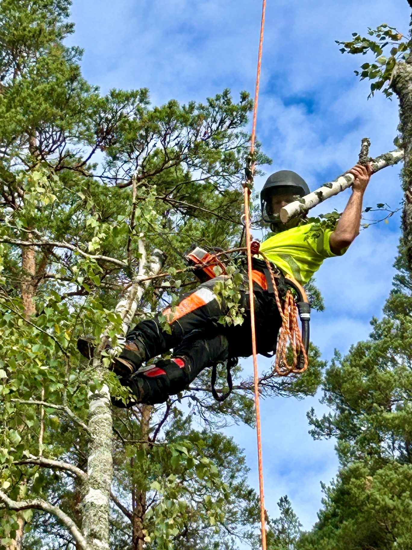 Arborist arbetar med klätterteknik i trädkronan