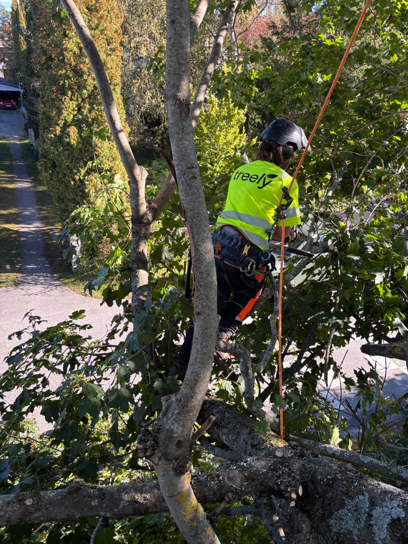 Arborist arbetar i ett träd nära en bostadsgata